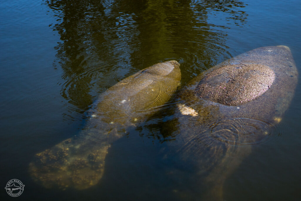Two wild manatees, a mother and calf rest at the surface of the water.
