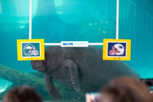 Buffett the manatee swims past the New England Patriot's sign to bump the sign bearing the helmet design of the Philadelphia Eagles with his nose.