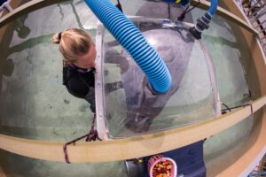 Mote Biologist Kat Boerner works with one of Mote's trained resident manatees to keep him positioned under a plastic dome while it measures his oxygen consumption. A bucket of manatee treats sits nearby.