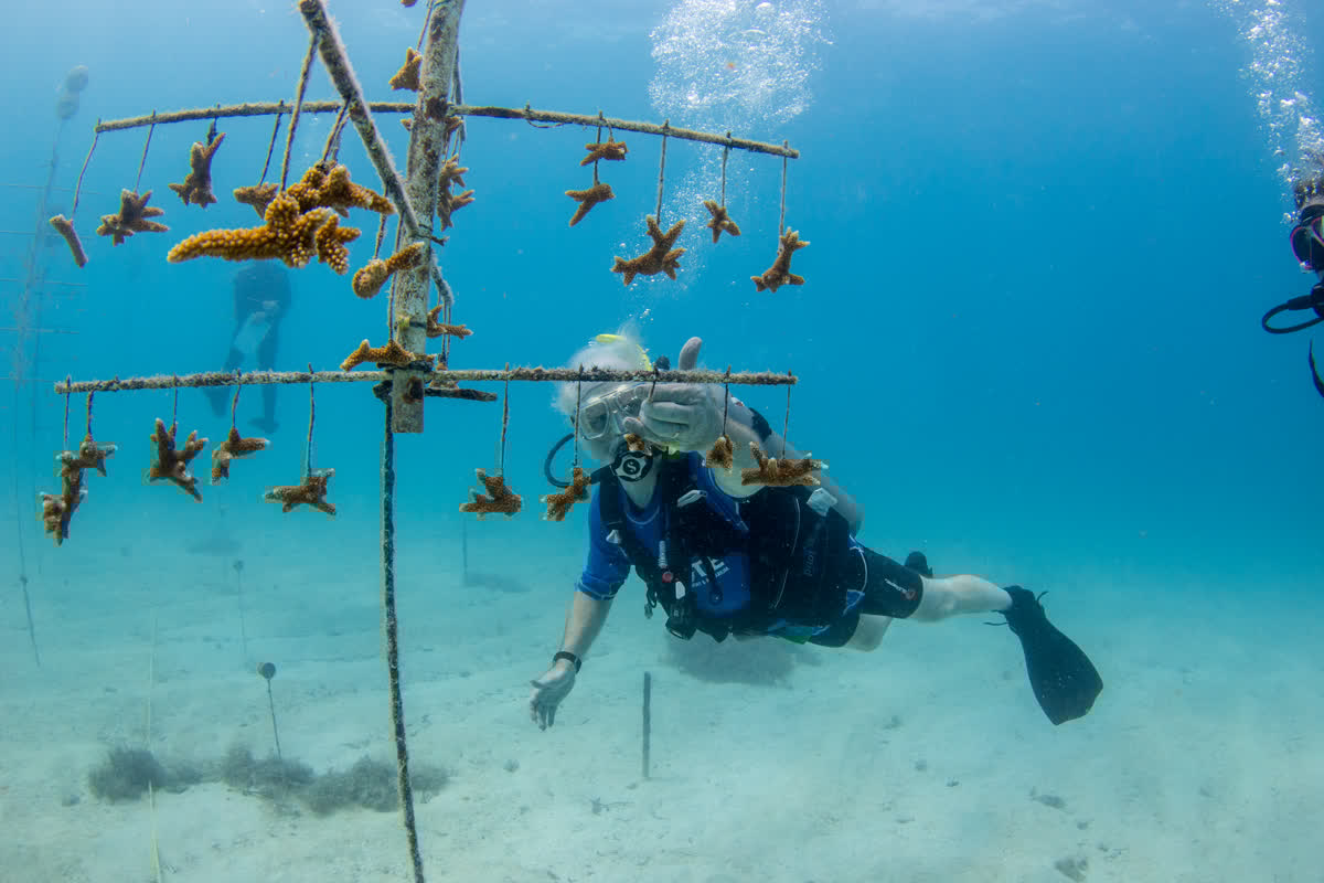 A scuba diver gives the thumbs up next to a tree of coral fragments.