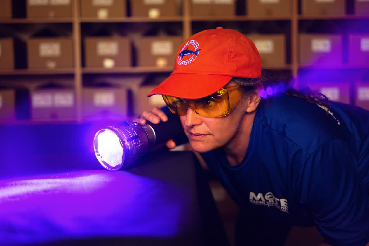 Mote Stranding Investigations Program Manager demonstrates the uses of an alternate light source imagery kit, a tool Mote uses to investigate markings on deceased marine animals to better understand what happened to them. In this case, she shines a purple light and views results through yellow-orange goggles to increase contrast and visibility.