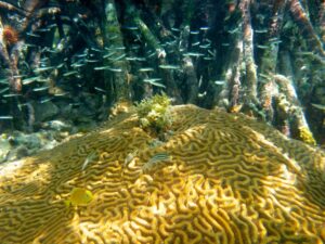 Underwater close up of a large-grooved brain coral in front of mangrove roots. A juvenile Blue Tang, with a thin, circular body like a plate swimming on edge with a pointy noise and three long-bodied striped blennies or gobies swim just above the coral. Above them, in front of the mangroves dozens of small minnow-like fish flit to and fro. Hidden among the mangrove roots a sea urchin chows down on algae.