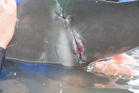 Dolphin disentangle April 2019 injury.jpg