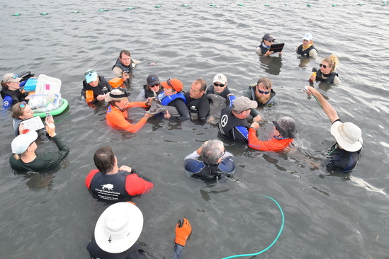 Dolphin Disentangle April 2019 workup.jpg