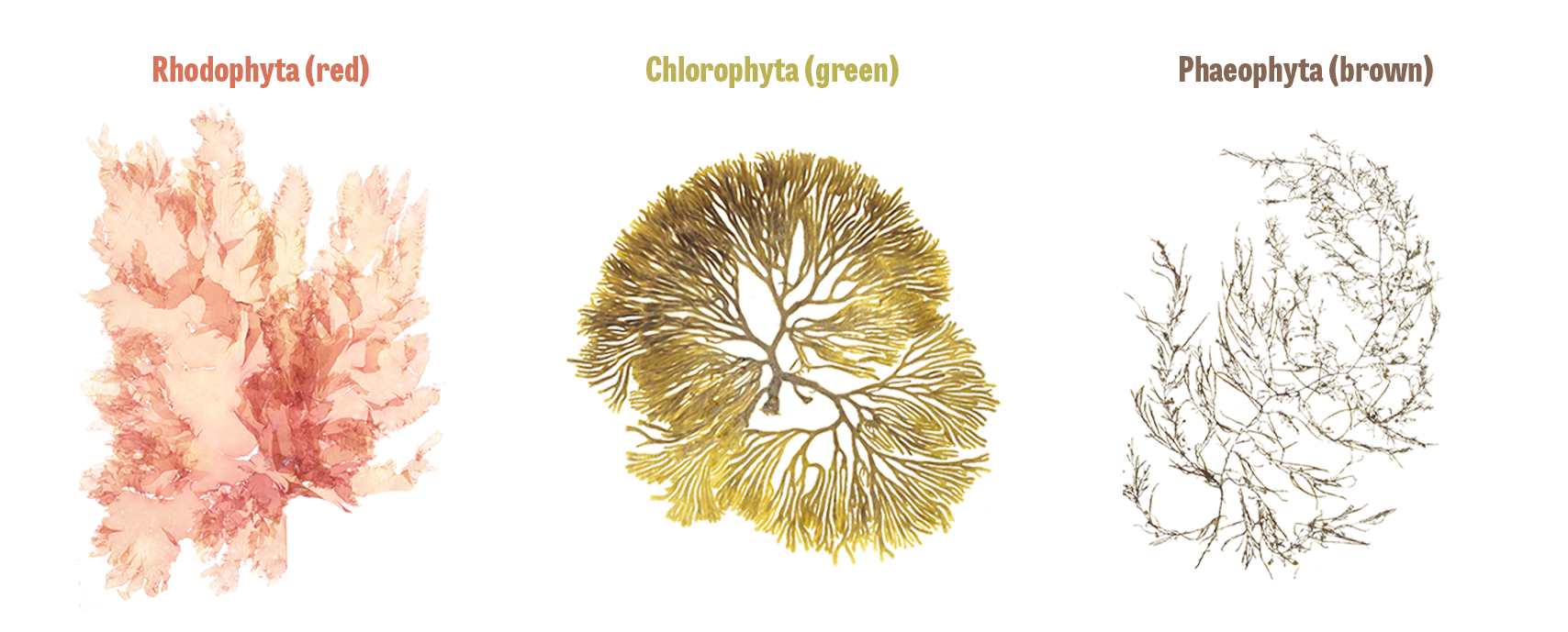 Preserved specimens of red, green and brown algae labeled with scientific names Rhodophyta (red), Chlorophyta (green) and Phaeophyta (brown)